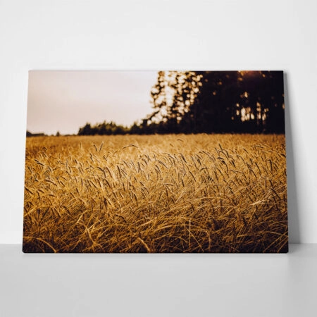 Πίνακας σε Καμβά RUSTIC FARMHOUSE WHEAT FIELD 6