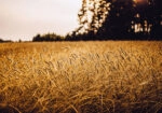 Πίνακας σε Καμβά RUSTIC FARMHOUSE WHEAT FIELD 6
