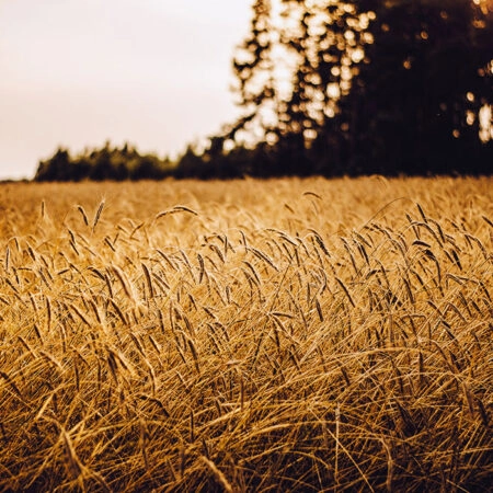 Πίνακας σε Καμβά RUSTIC FARMHOUSE WHEAT FIELD 6 -  Sticky 5