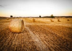Πίνακας σε Καμβά RUSTIC FARMHOUSE WHEAT FIELD 7