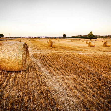 Πίνακας σε Καμβά RUSTIC FARMHOUSE WHEAT FIELD 7 -  Sticky 5