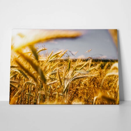 Πίνακας σε Καμβά RUSTIC FARMHOUSE WHEAT FIELD 8