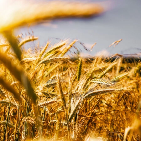 Πίνακας σε Καμβά RUSTIC FARMHOUSE WHEAT FIELD 8 -  Sticky 5