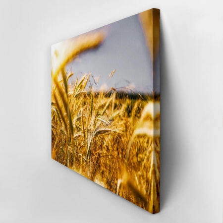 Πίνακας σε Καμβά RUSTIC FARMHOUSE WHEAT FIELD 8 -  Sticky 2