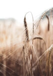 Πίνακας σε Καμβά RUSTIC FARMHOUSE WHEAT