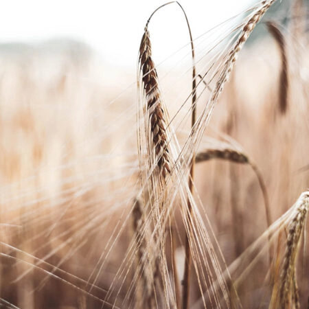 Πίνακας σε Καμβά RUSTIC FARMHOUSE WHEAT -  Sticky 5