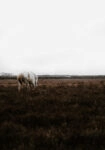 Πίνακας σε Καμβά RUSTIC FARMHOUSE WHITE HORSE