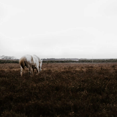 Πίνακας σε Καμβά RUSTIC FARMHOUSE WHITE HORSE -  Sticky 5