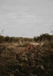Πίνακας σε Καμβά RUSTIC FARMHOUSE WILD BERRIES
