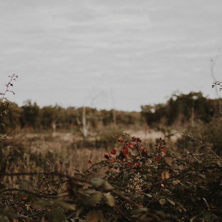 Πίνακας σε Καμβά RUSTIC FARMHOUSE WILD BERRIES -  Sticky 5