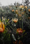 Πίνακας σε Καμβά RUSTIC FARMHOUSE WILD FLOWERS