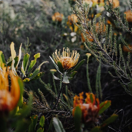 Πίνακας σε Καμβά RUSTIC FARMHOUSE WILD FLOWERS -  Sticky 5
