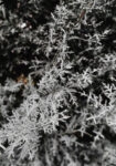 Πίνακας σε Καμβά RUSTIC FARMHOUSE WINTER LEAVES
