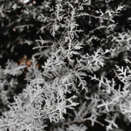 Πίνακας σε Καμβά RUSTIC FARMHOUSE WINTER LEAVES -  Sticky 5