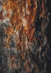 Πίνακας σε Καμβά RUSTIC FARMHOUSE WOOD TEXTURE 3