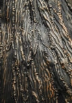 Πίνακας σε Καμβά RUSTIC FARMHOUSE WOOD TEXTURE 7