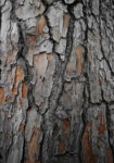 Πίνακας σε Καμβά RUSTIC FARMHOUSE WOOD TEXTURE 8