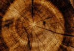 Πίνακας σε Καμβά RUSTIC FARMHOUSE WOOD TEXTURE 9
