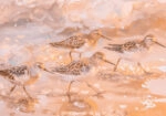 Πίνακας σε Καμβά VINTAGE PASTEL BIRDS