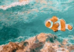 Πίνακας σε Καμβά VINTAGE PASTEL CLOWN FISH 3