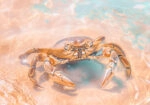 Πίνακας σε Καμβά VINTAGE PASTEL CRAB 3
