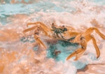 Πίνακας σε Καμβά VINTAGE PASTEL CRAB 5