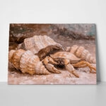 Πίνακας σε Καμβά VINTAGE PASTEL CRAB 6