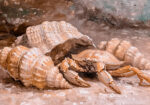 Πίνακας σε Καμβά VINTAGE PASTEL CRAB 6