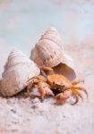 Πίνακας σε Καμβά VINTAGE PASTEL CRAB
