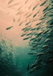 Πίνακας σε Καμβά VINTAGE PASTEL FISH