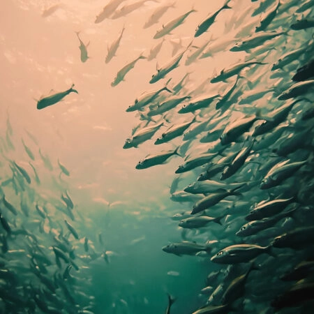Πίνακας σε Καμβά VINTAGE PASTEL FISH - Vintage Sticky 5