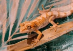 Πίνακας σε Καμβά VINTAGE PASTEL GEKO 2