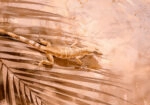 Πίνακας σε Καμβά VINTAGE PASTEL GEKO 3