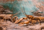 Πίνακας σε Καμβά VINTAGE PASTEL LOBSTERS 2