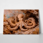 Πίνακας σε Καμβά VINTAGE PASTEL OCTOPUS 4