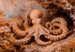 Πίνακας σε Καμβά VINTAGE PASTEL OCTOPUS 4