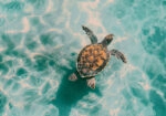 Πίνακας σε Καμβά VINTAGE PASTEL SEA TURTLE 6