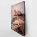 Πίνακας σε Καμβά VINTAGE PASTEL SEALS