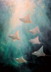 Πίνακας σε Καμβά VINTAGE PASTEL STINGRAYS