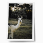 Poster RUSTIC FARMHOUSE ALPACA 2