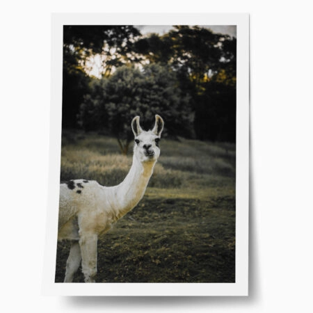 Poster RUSTIC FARMHOUSE ALPACA 2 - 