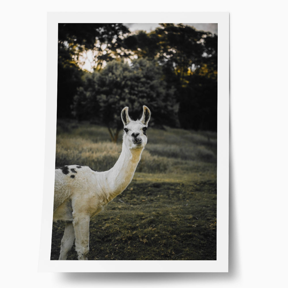 Poster RUSTIC FARMHOUSE ALPACA 2