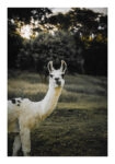 Poster RUSTIC FARMHOUSE ALPACA 2