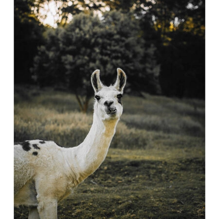 Poster RUSTIC FARMHOUSE ALPACA 2 -  Sticky 2