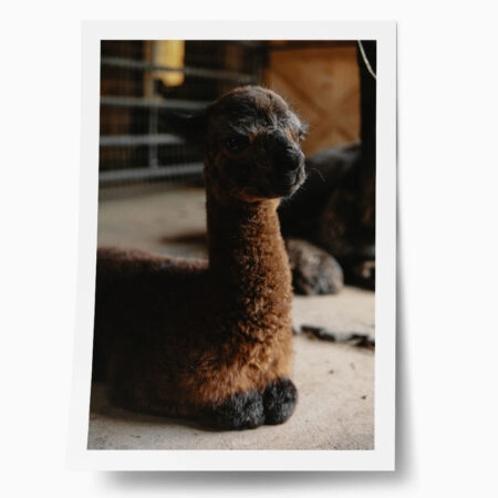 Poster RUSTIC FARMHOUSE ALPACA - 