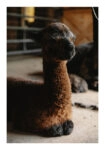 Poster RUSTIC FARMHOUSE ALPACA