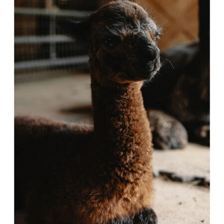 Poster RUSTIC FARMHOUSE ALPACA -  Sticky 2