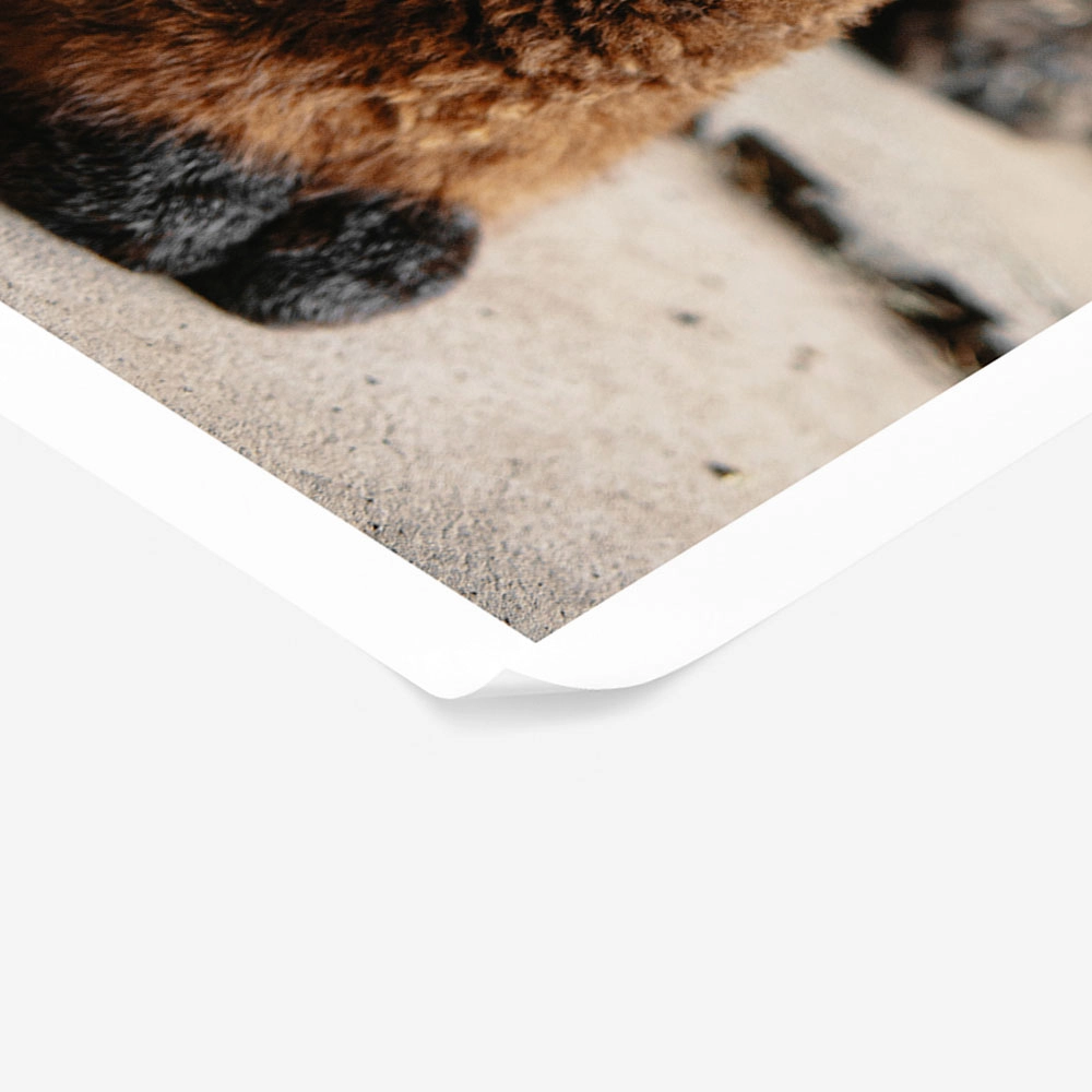 Poster RUSTIC FARMHOUSE ALPACA