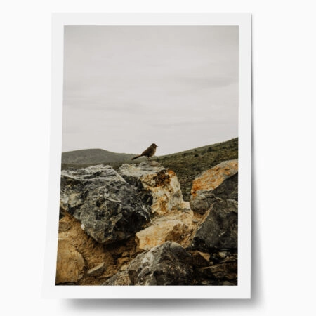 Poster RUSTIC FARMHOUSE BIRD - 