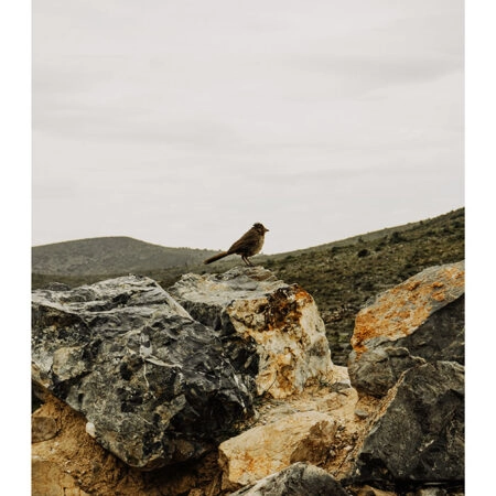 Poster RUSTIC FARMHOUSE BIRD -  Sticky 2